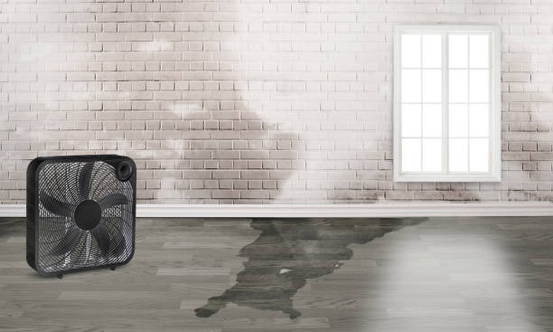 Best Flood restoration services  in Assumption, IL